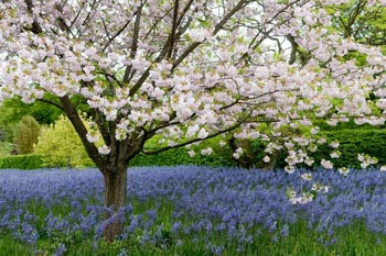 Japanese Flowering Cherries, Prunus pendula, Prunus sargentii, Prunus serrulata, Prunus x yedoensis, Prunus x subhirtella, Spring clowers, Cherry blossoms